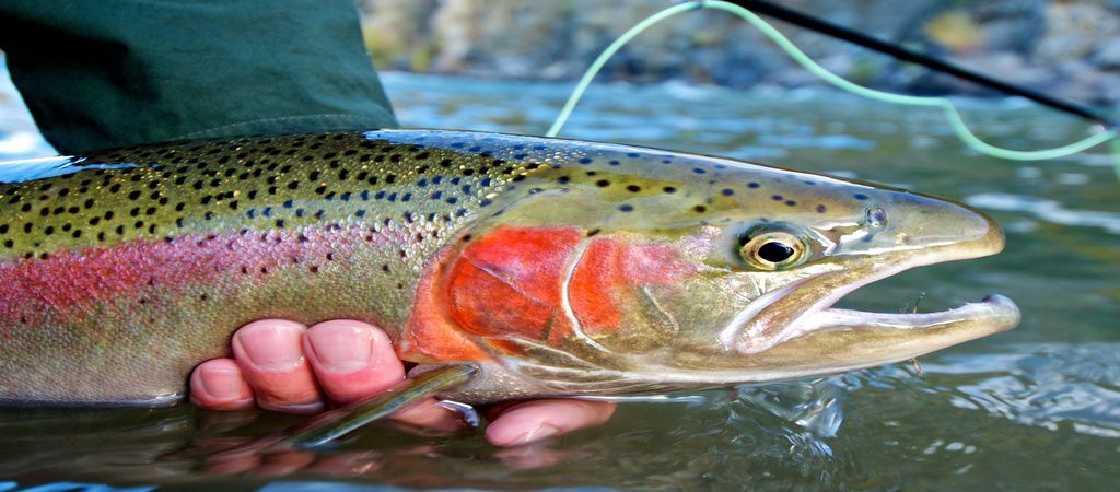 Rainbow Trout